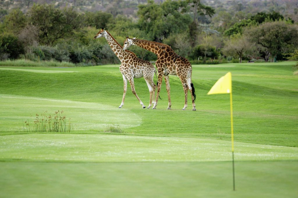 Erikoisuuksia golfkentillä – osa 2, Eläimellistä menoa 